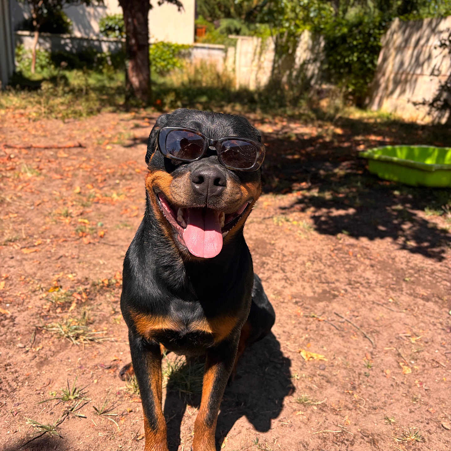 Aïka participe au concours pour gagner de l'argent avec cette photo : animal, backyard, canine, daytime, dirt, dog, grass, happy, nature, outdoor, pet, playful, rottweiler, shadow, smiling, summer, sunglasses, sunny, tongue_out, tree