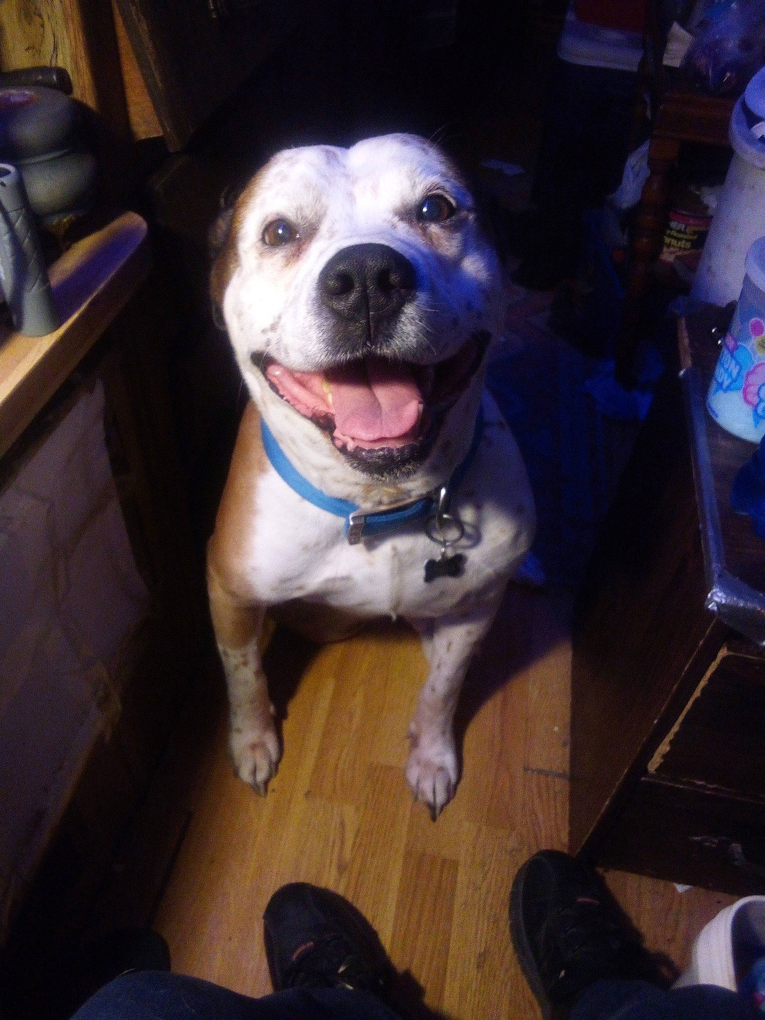 Mozart is registered to the contest to win money with this photo: canidae, carnivore, chair, collar, companion_dog, dog, dog_breed, dog_collar, fang, flooring, fur, jaw, leash, non_sporting_group, pet_supply, smile, snout, sporting_group, whiskers, working_animal