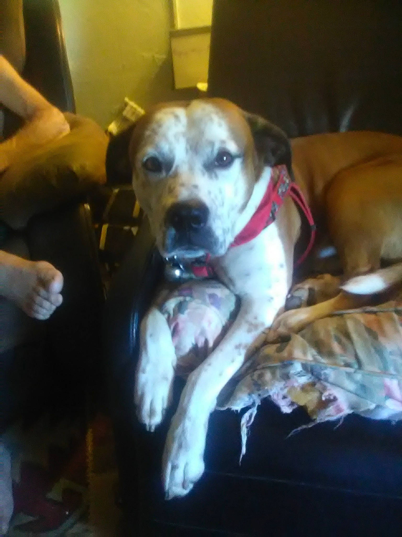 Mozart joined the competition — help win amazing prizes! canidae, carnivore, collar, companion_dog, dog, dog_breed, dog_collar, dog_supply, fawn, non_sporting_group, pet_supply, snout, sporting_group, whiskers, working_animal