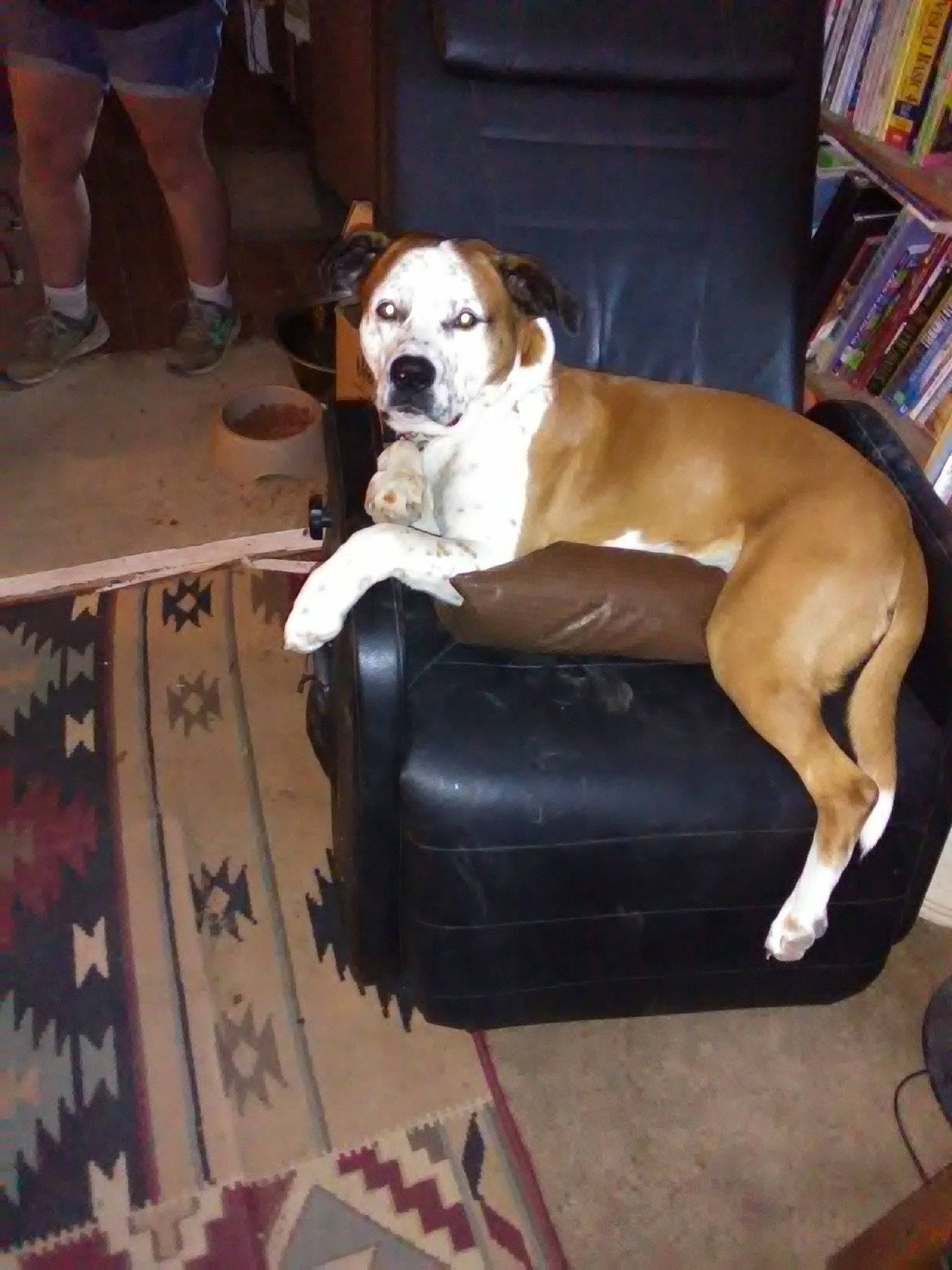 Mozart joined the competition — help win amazing prizes! bookcase, boxer, canidae, carnivore, club_chair, comfort, companion_dog, couch, dog, dog_breed, fawn, flooring, furniture, hardwood, shelf, shelving, sporting_group, tail, wood, working_animal