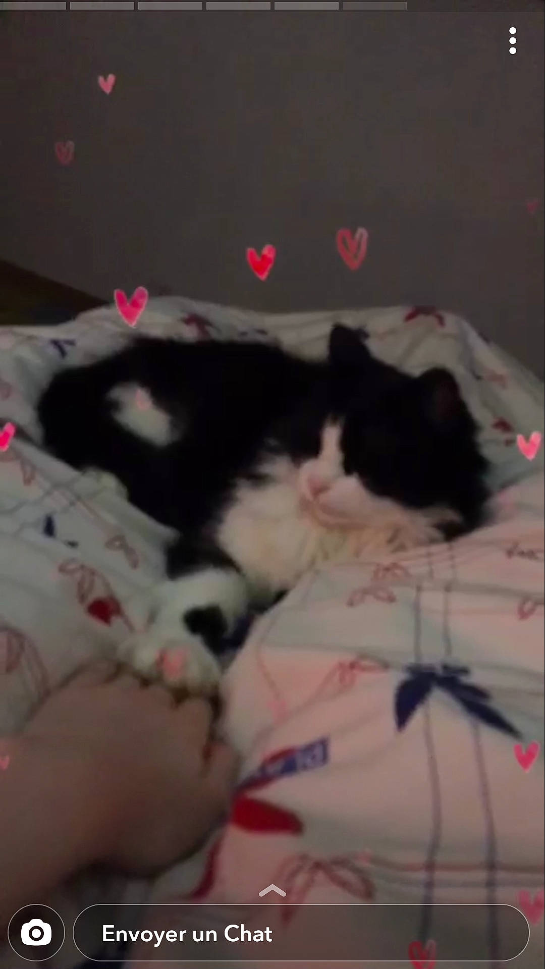 Félix participe au concours pour gagner de l'argent avec cette photo : canidae, carnivore, cat, dog_breed, ear, fawn, felidae, kitten, non_sporting_group, norwegian_forest_cat, puppy, shih_tzu, small_to_medium_sized_cats, tail, whiskers