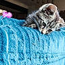kitten, cat, blue_blanket, feather_toy, curious, indoor, close_up, fluffy, pet, animal, texture, soft_lighting, playful, young_cat, feline, whiskers, ears, nose, paws, home