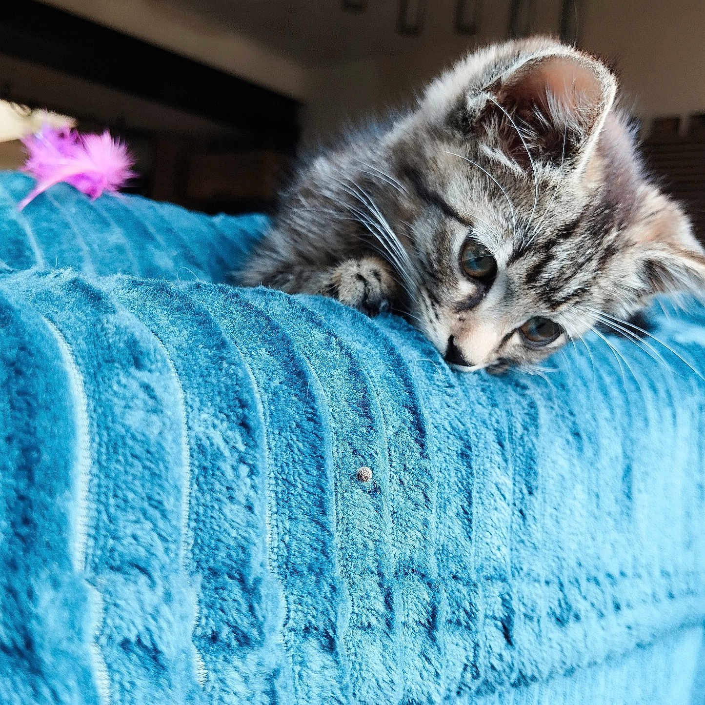 Boum Boum a rejoint le concours — aidez-le/la à gagner de superbes lots ! kitten, cat, blue_blanket, feather_toy, curious, indoor, close_up, fluffy, pet, animal, texture, soft_lighting, playful, young_cat, feline, whiskers, ears, nose, paws, home