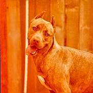 Dutches is registered to the contest to win money with this photo: dog, canine, pet, brown_dog, outdoor, fence, tongue_out, ears_cropped, animal, friendly, standing, portrait, muzzle, happy, domestic_animal, looking_at_camera, wooden_fence, summer, sunlight, close_up