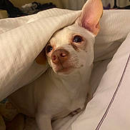Squeakerz joined the competition — help win amazing prizes! animal, bed, blanket, closeup, comfort, cozy, curious, cute, dog, ears, face, fur, indoor, looking, nose, pet, resting, small_dog, soft_lighting, white_dog