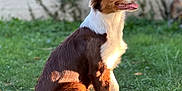 Alvin participe au concours pour gagner de l'argent avec cette photo : dog, brown, white, sitting, grass, outdoor, pet, animal, fur, sunlight, greenery, wall, garden, canine, happy, alert, nature, daylight, portrait, ears