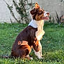 dog, brown, white, sitting, grass, outdoor, pet, animal, fur, sunlight, greenery, wall, garden, canine, happy, alert, nature, daylight, portrait, ears
