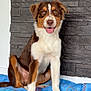dog, canine, pet, sitting, happy, tongue_out, fur, tri_color, brown, white, black, blanket, indoor, stone_wall, floor, paw, ears, animal, cute, companion