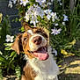 Alvin a rejoint le concours — aidez-le/la à gagner de superbes lots ! dog, brown_and_white, happy, tongue_out, outdoor, garden, flowers, greenery, sunlight, pet, animal, cute, canine, nature, smiling, fur, close_up, playful, summer, daylight