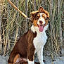 Alvin participe au concours pour gagner de l'argent avec cette photo : dog, animal, pet, sitting, tongue_out, happy, leash, sand, wooden_fence, grass, outdoor, nature, brown_and_white, canine, summer, sunlight, portrait, fur, ears, playful