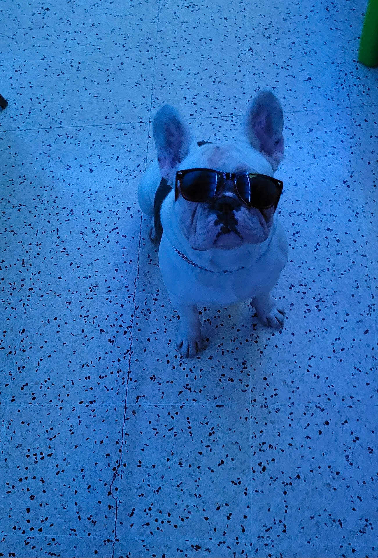 Taz participe au concours pour gagner de l'argent avec cette photo : dog, french_bulldog, sunglasses, pet, indoor, tile_floor, white_coat, ears, paws, collar, chain, sitting, looking_up, blue_lighting, portrait, accessory, cool, close_up, speckled_floor, shadow