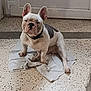 dog, french_bulldog, bulldog, pet, white_coat, black_patch, collar, ears_up, sitting, towel, tiled_floor, door, indoor, portrait, looking_at_camera, paws, wrinkled_face, cute, home, floor_texture