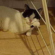 Oréo a rejoint le concours — aidez-le/la à gagner de superbes lots ! animal, black_and_white, calm, cat, curious, cute, domestic_animal, eyes, feline, floor, indoor, laying_down, metal_rod, paw, pet, relaxed, resting, shadow, whiskers, wooden_floor