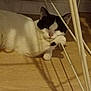 animal, black_and_white, calm, cat, curious, cute, domestic_animal, eyes, feline, floor, indoor, laying_down, metal_rod, paw, pet, relaxed, resting, shadow, whiskers, wooden_floor