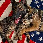 Aka a rejoint le concours — aidez-le/la à gagner de superbes lots ! dog, cat, animal, pet, snuggling, friendship, american_flag, blanket, fur, close_up, domestic_animal, companions, cute, relaxing, indoor, brown_dog, tabby_cat, harness, laying_down, cozy