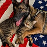 dog, cat, animal, pet, snuggling, friendship, american_flag, blanket, fur, close_up, domestic_animal, companions, cute, relaxing, indoor, brown_dog, tabby_cat, harness, laying_down, cozy