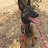 dog, canine, pet, leash, outdoor, tree, earth, dry_leaves, sunlight, panting, tongue_out, sitting, animal, brown_fur, black_fur, ears_up, collar, nature, happy, daytime