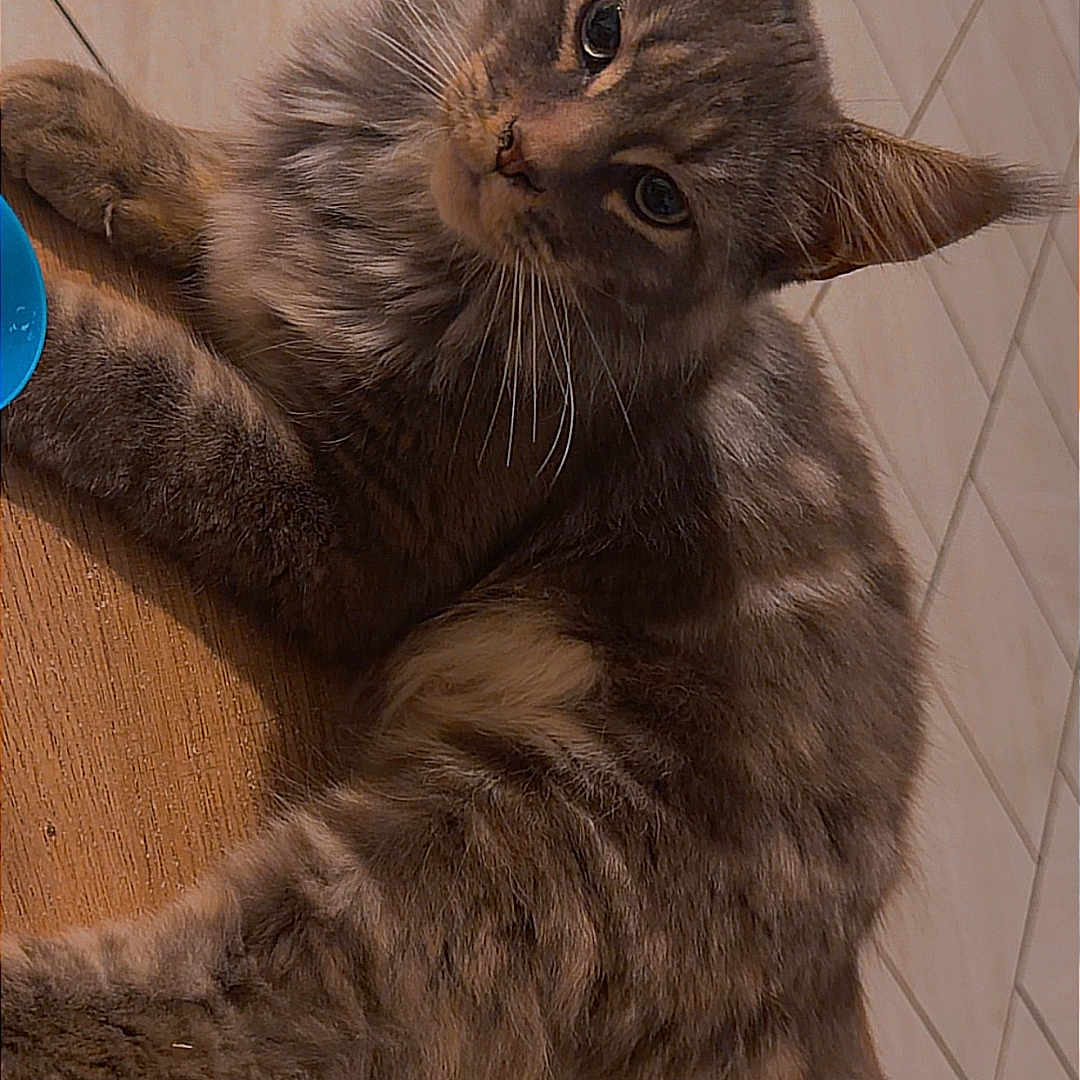 Anubis a rejoint le concours — aidez-le/la à gagner de superbes lots ! cat, tabby_cat, pet, animal, feline, fur, whiskers, ears, tail, wooden_surface, indoor, tiled_wall, curious, relaxed, closeup, mammal, cute, domestic_animal, portrait, laying