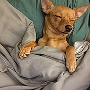 Bella Boo is registered to the contest to win money with this photo: dog, bed, blanket, cozy, sleepy, tan_dog, paws, indoor, resting, cute, pet, fur, ears, snout, sleep, comfort, relaxed, domestic_animal, canine, portrait