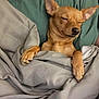 dog, bed, blanket, cozy, sleepy, tan_dog, paws, indoor, resting, cute, pet, fur, ears, snout, sleep, comfort, relaxed, domestic_animal, canine, portrait