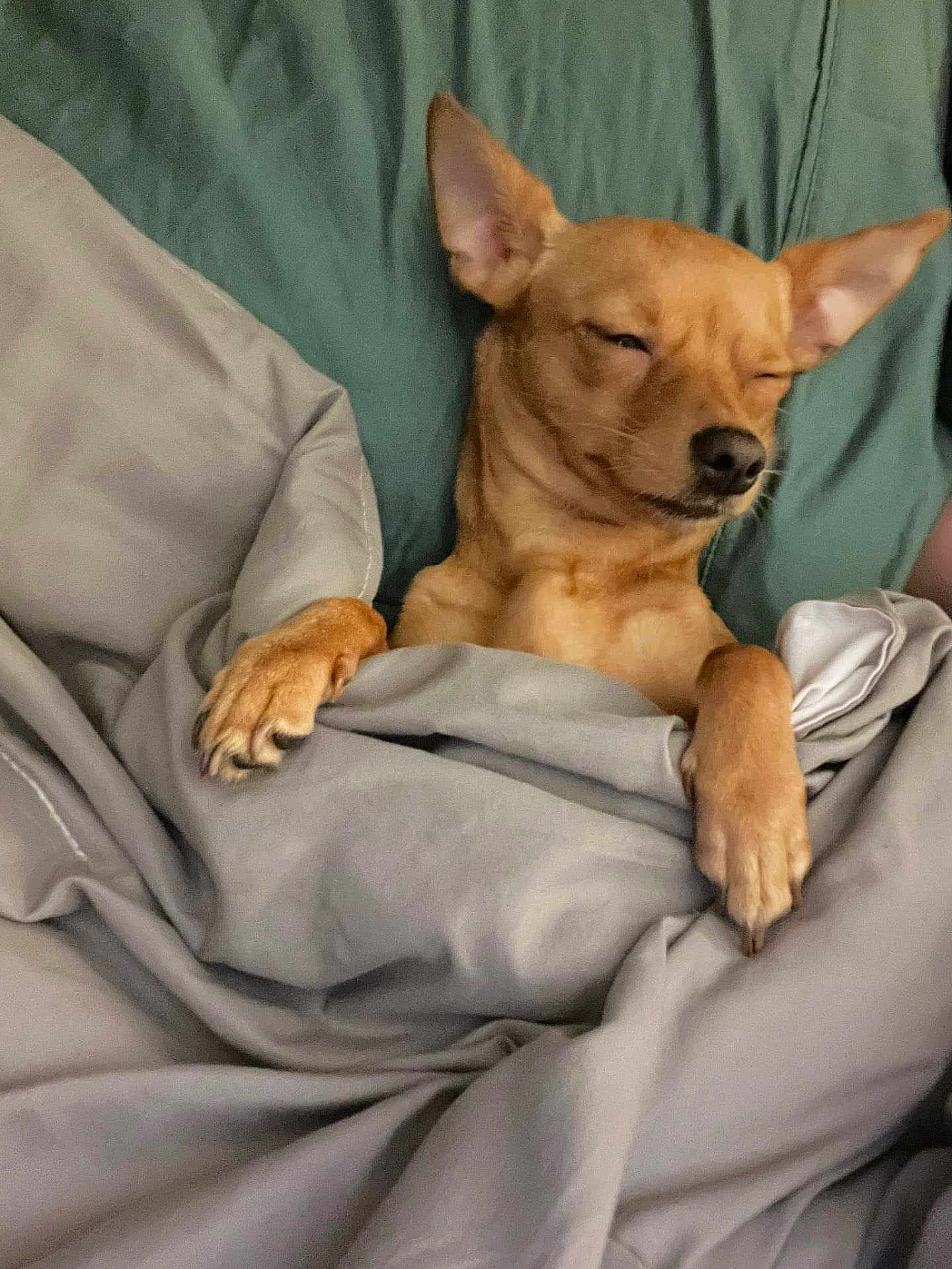Bella Boo is registered to the contest to win money with this photo: dog, bed, blanket, cozy, sleepy, tan_dog, paws, indoor, resting, cute, pet, fur, ears, snout, sleep, comfort, relaxed, domestic_animal, canine, portrait