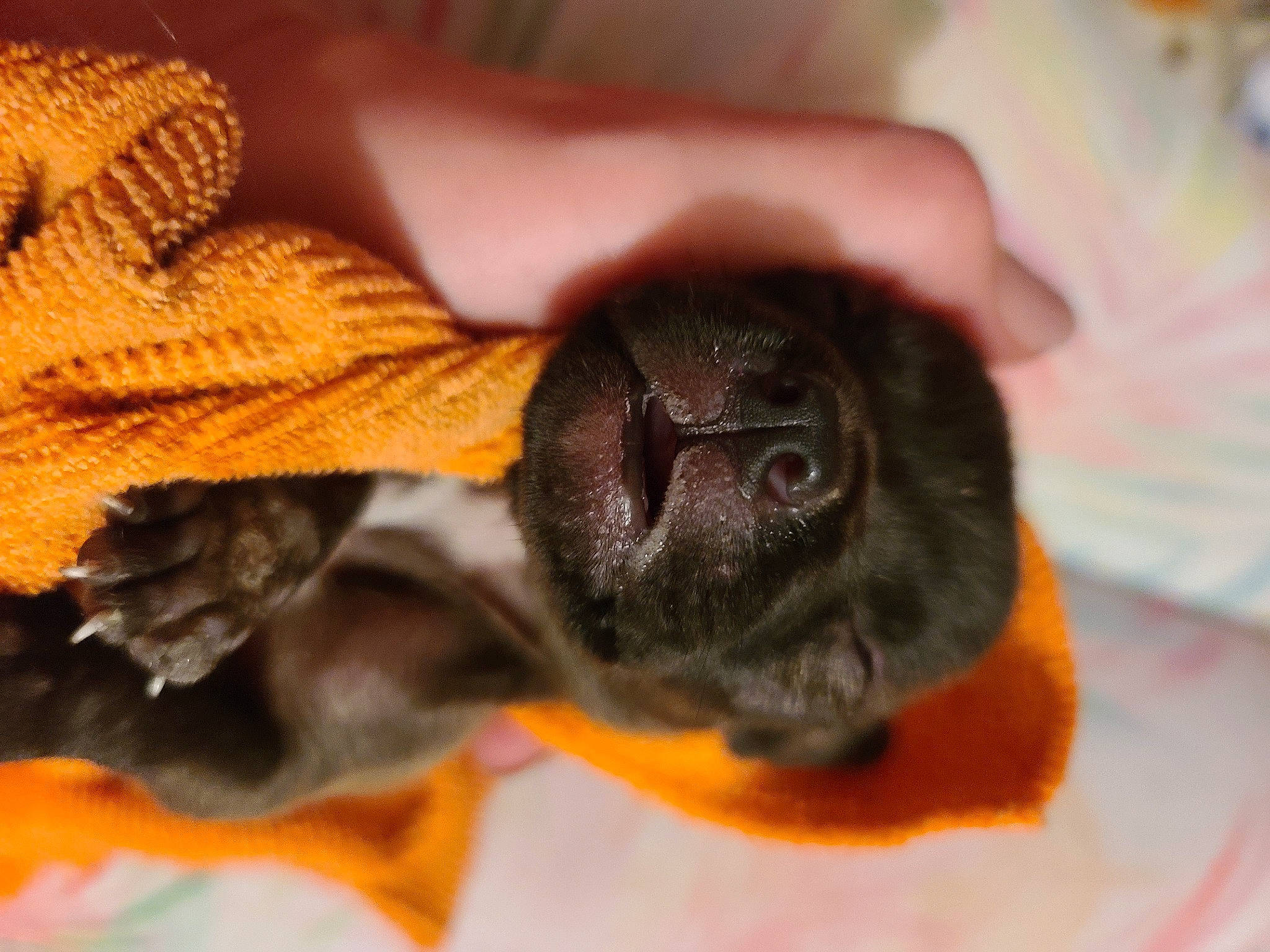 King joined the competition — help win amazing prizes! bat, fawn, snout