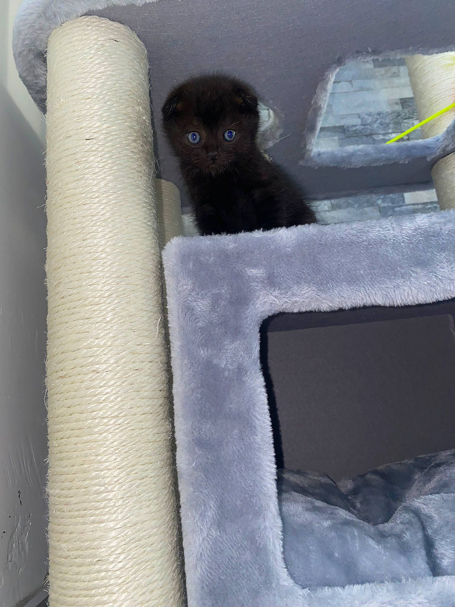 Macan participe au concours pour gagner de l'argent avec cette photo : automotive_mirror, black, bombay, carnivore, cat_supply, comfort, dog, dog_breed, fawn, fur, grey, linens, liver, rectangle, room, tail, terrestrial_animal, windshield