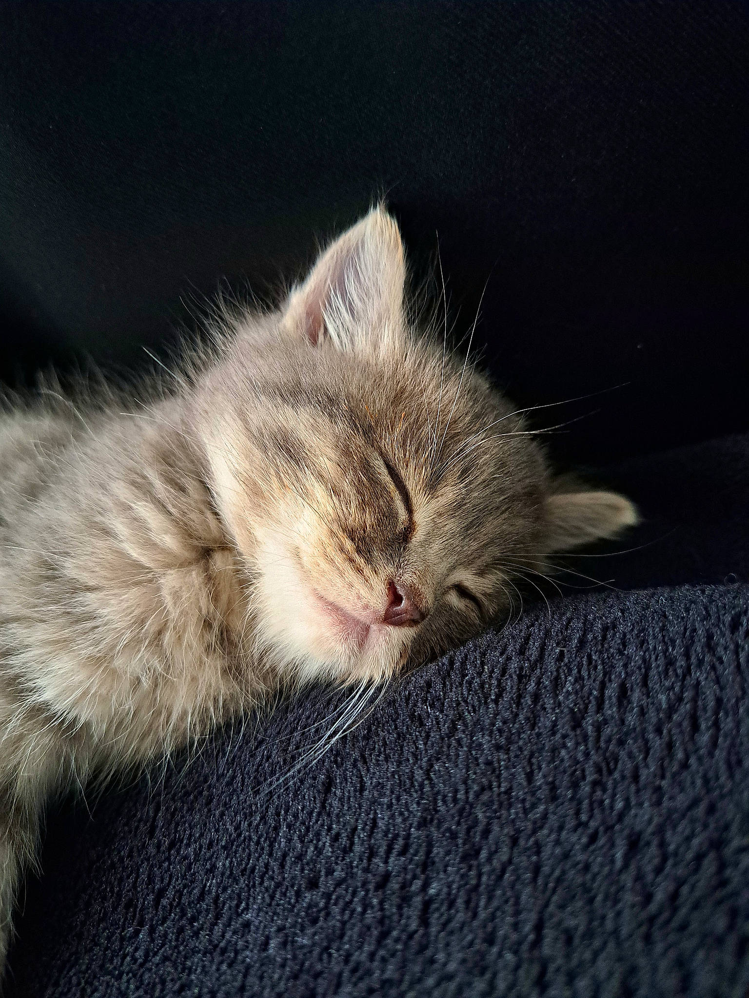 Urus a rejoint le concours — aidez-le/la à gagner de superbes lots ! carnivore, cat, claw, cloud, comfort, darkness, domestic_short_haired_cat, felidae, fur, grey, nap, paw, sleep, small_to_medium_sized_cats, snout, tail, whiskers, wood