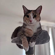 Bunny joined the competition — help win amazing prizes! cat, calico_cat, pet, animal, feline, indoor, resting, perch, fur, whiskers, ears, face, eyes, paws, soft, cozy, home, curious, portrait, furniture