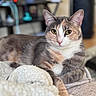 Bunny joined the competition — help win amazing prizes! cat, calico_cat, pet, feline, cozy, blanket, indoor, animal, relaxed, cute, fur, yellow_eyes, portrait, closeup, laying_down, domestic_cat, whiskers, soft_texture, home, comfortable