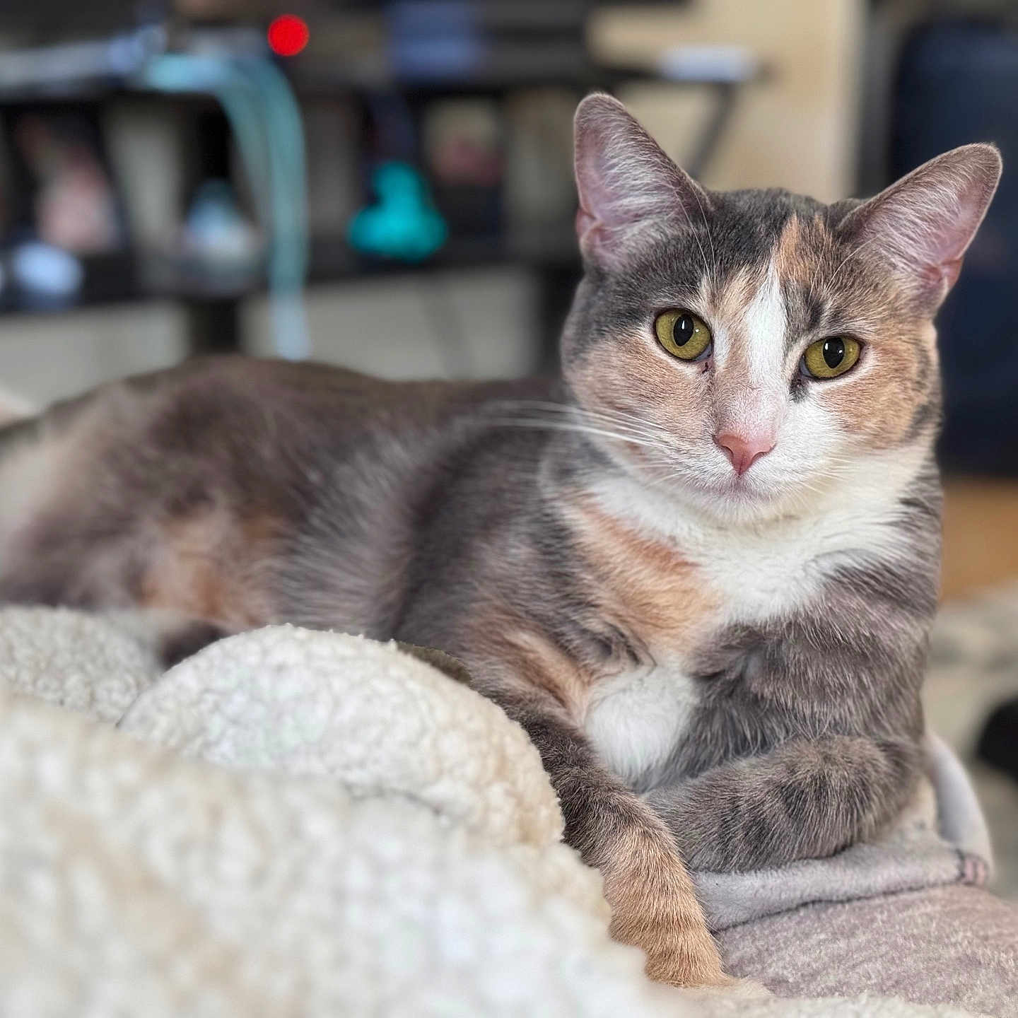 Bunny is registered to the contest to win money with this photo: cat, calico_cat, indoor, pet, feline, relaxed, yellow_eyes, fur, blanket, soft_texture, close_up, portrait, animal, cozy, resting, whiskers, ears, cute, domestic_cat, mammal