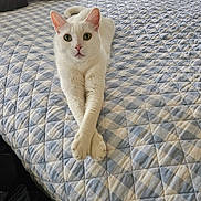 Luna is registered to the contest to win money with this photo: cat, white_cat, pet, animal, feline, green_eyes, whiskers, ears, indoor, bedroom, bed, quilt, blanket, pillow, relaxed, lying_down, crossed_paws, portrait, home, photography