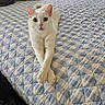 cat, white_cat, pet, animal, feline, green_eyes, whiskers, ears, indoor, bedroom, bed, quilt, blanket, pillow, relaxed, lying_down, crossed_paws, portrait, home, photography