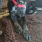 Burges is registered to the contest to win money with this photo: dog, black_dog, pink_collar, indoor, crate, brown_rug, pet, animal, fur, paw, relaxed, laying_down, looking_away, domestic, companion, cute, canine, mammal, household, resting