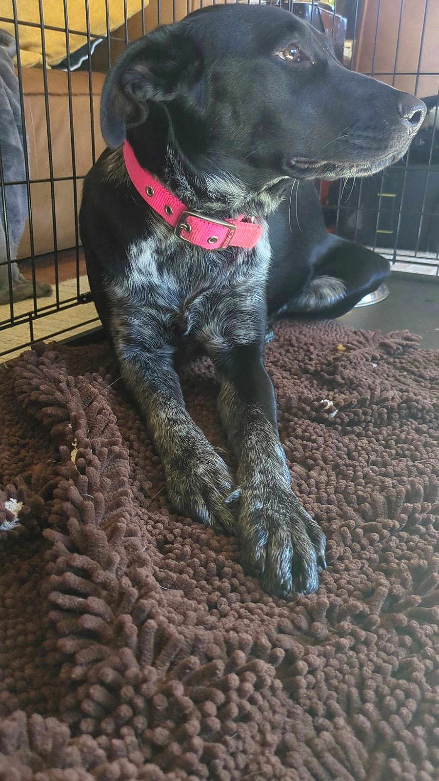 Burges is registered to the contest to win money with this photo: dog, black_dog, pink_collar, indoor, crate, brown_rug, pet, animal, fur, paw, relaxed, laying_down, looking_away, domestic, companion, cute, canine, mammal, household, resting