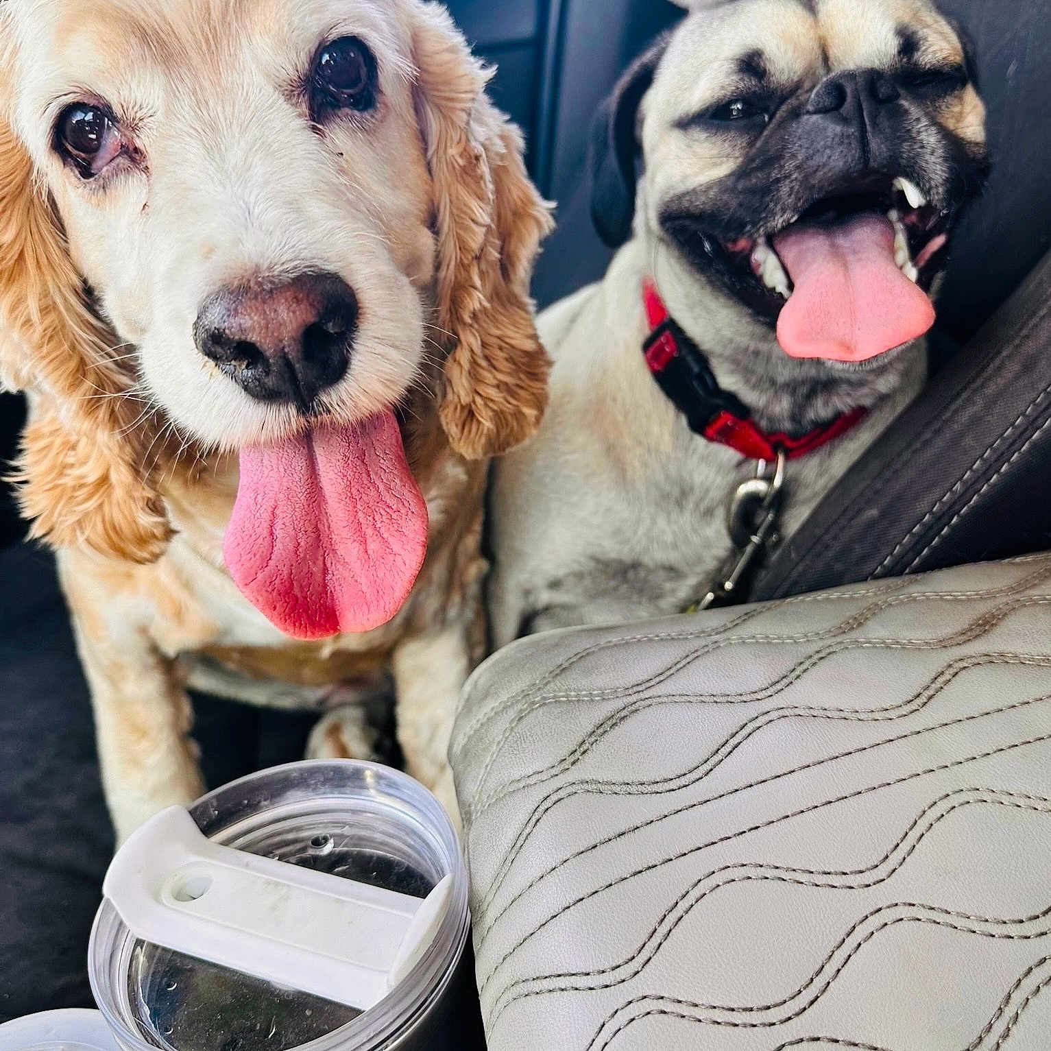 Hank And Gary is registered to the contest to win money with this photo: animal, canine, car_interior, close_up, companion, curly_fur, cute, dog, domestic_animal, friendship, happy, leash, panting, pet, pet_accessory, pug, puppy, seat_cover, tongue_out, travel_mug