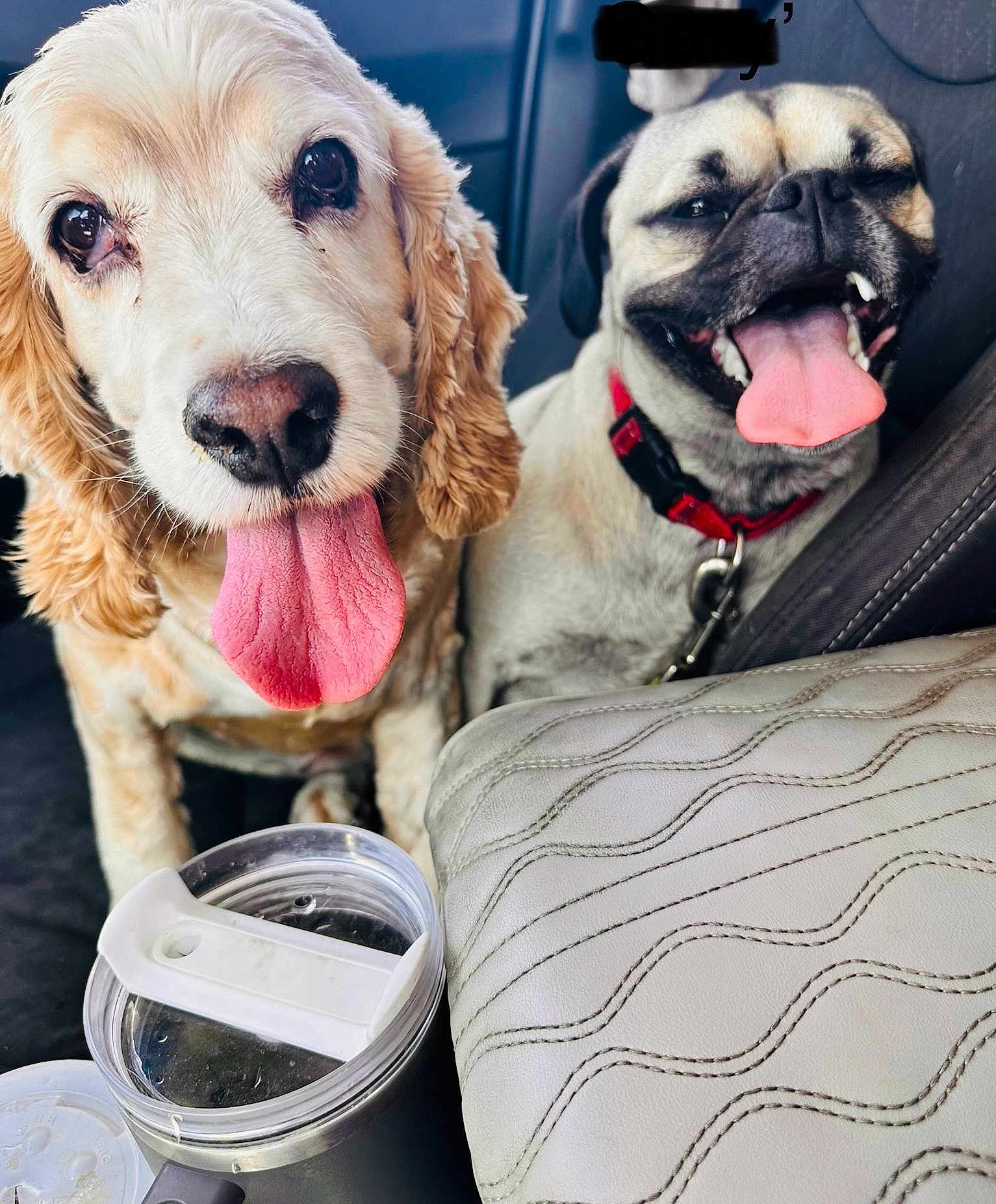 Hank And Gary is registered to the contest to win money with this photo: dog, puppy, curly_fur, pug, tongue_out, pet, animal, car_interior, travel_mug, seat_cover, leash, happy, panting, close_up, companion, cute, domestic_animal, friendship, pet_accessory, canine
