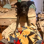 Fatty Arbuckle is registered to the contest to win money with this photo: dog, black_dog, brown_dog, blanket, mattress, bedroom, indoor, furniture, wood_floor, door, clutter, household_items, curious, relaxed, pet, animal, resting, fabric, colorful, patterned_blanket