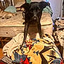 dog, black_dog, brown_dog, blanket, mattress, bedroom, indoor, furniture, wood_floor, door, clutter, household_items, curious, relaxed, pet, animal, resting, fabric, colorful, patterned_blanket