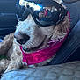 accessories, adult, animal, belt, canine, cockerspaniel, cushion, dog, glasses, goggles, homedecor, hound, male, man, person, pet, poodle, puppy, sunglasses, vrheadset