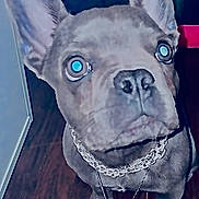 Meatball is registered to the contest to win money with this photo: animal, brown, chain, close_up, companion, curious, cute, dog, domestic, ears, french_bulldog, indoor, looking_up, necklace, pet, portrait, puppy, small, wooden_floor, young