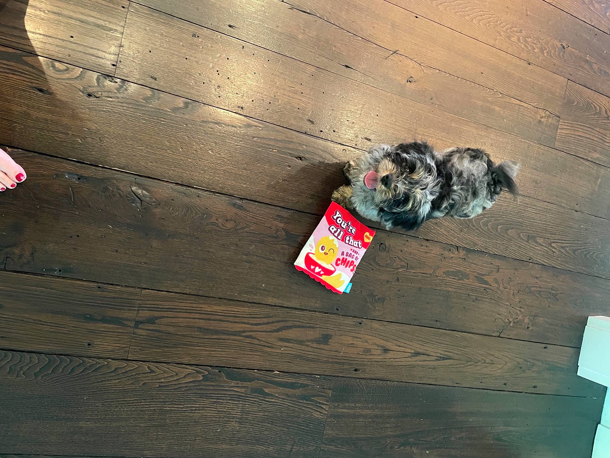 Indy joined the competition — help win amazing prizes! asphalt, carnivore, companion_dog, concrete, dog, dog_breed, felidae, floor, flooring, font, grey, hardwood, road_surface, sidewalk, small_to_medium_sized_cats, space, tints_and_shades, wall, wood, wood_stain