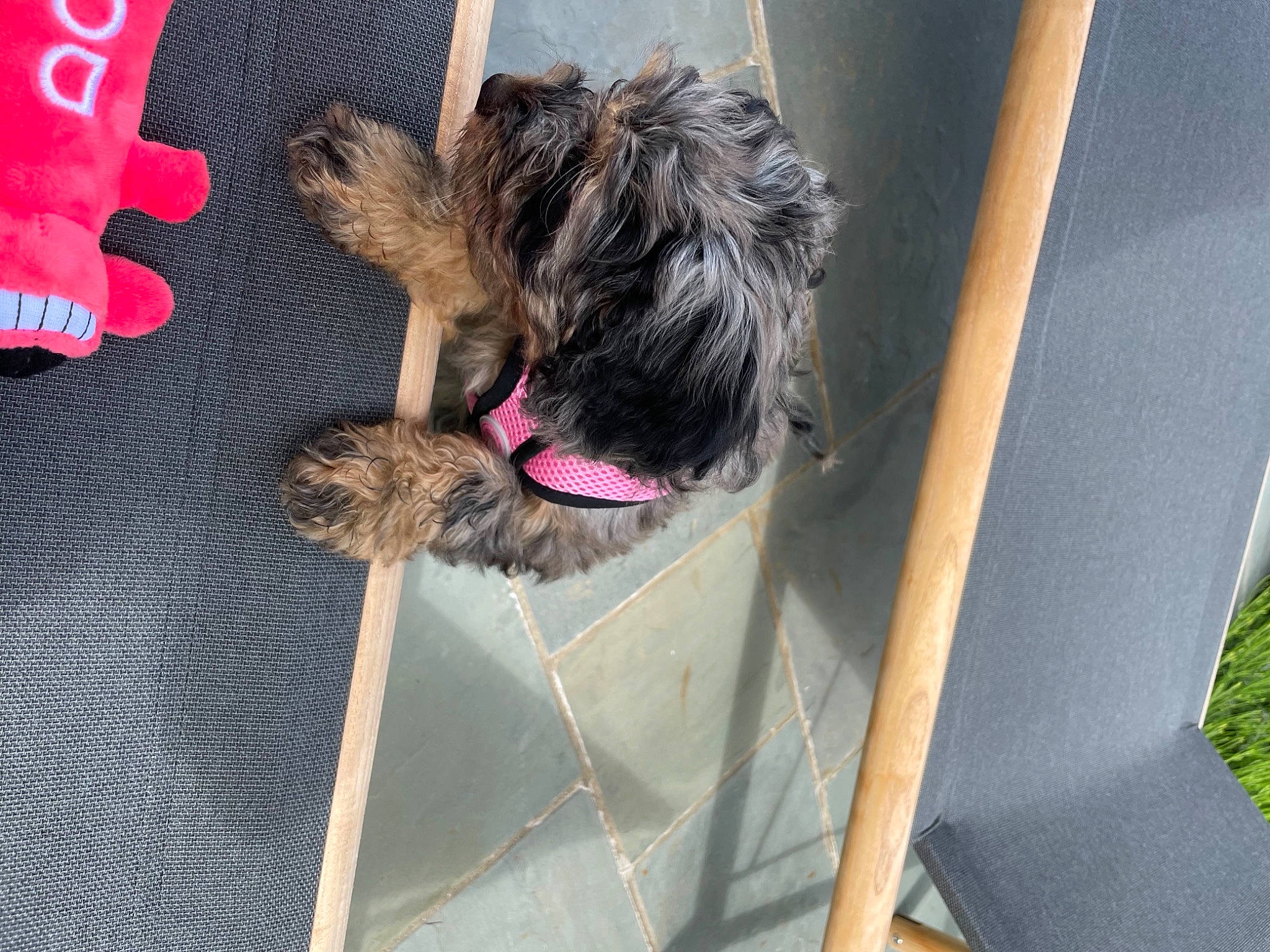 Indy is registered to the contest to win money with this photo: canidae, carnivore, collar, companion_dog, dog, dog_breed, dog_collar, dog_supply, fawn, fur, liver, pet_supply, small_terrier, snout, sporting_group, terrier, toy_dog, water_dog, working_animal, yorkipoo