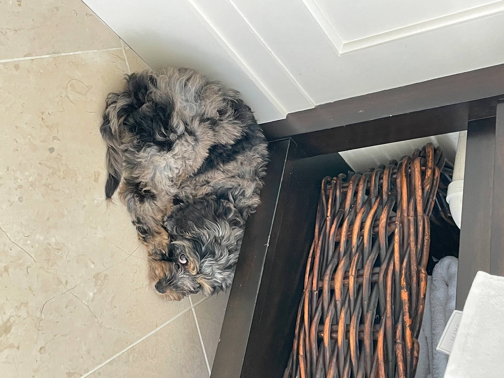 Indy joined the competition — help win amazing prizes! art, canidae, carnivore, ceiling, companion_dog, dog, dog_breed, fashion_design, felidae, flooring, fur, grey, room, small_to_medium_sized_cats, snout, sporting_group, tail, terrier, wood, working_animal