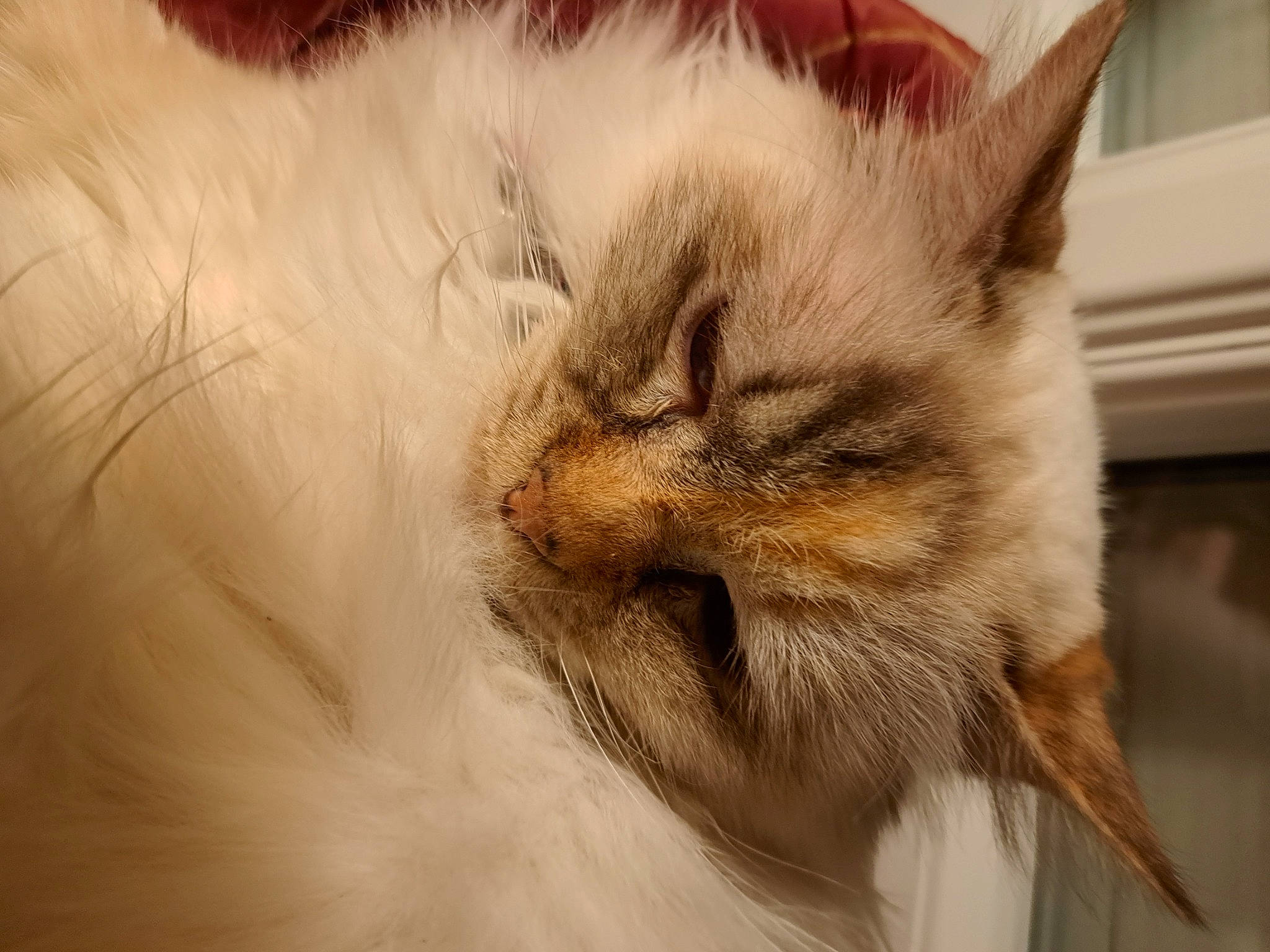 Fleur De Lys participe au concours pour gagner de l'argent avec cette photo : carnivore, cat, close_up, comfort, fang, fawn, felidae, fur, nap, paw, persian, sleep, small_to_medium_sized_cats, snout, whiskers