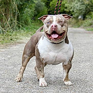 Buzz participe au concours pour gagner de l'argent avec cette photo : dog, pitbull, happy, outdoor, path, gravel, leash, animal, pet, canine, smiling, ears, standing, nature, greenery, mammal, tongue, fur, walking, playful