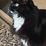 cat, black_cat, white_fur, green_eyes, fluffy, whiskers, carpet, patterned_carpet, indoor, pet, animal, side_view, curious, feline, close_up, domestic_cat, sitting, soft_fur, alert, portrait