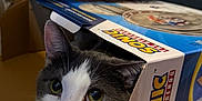 Louie is registered to the contest to win money with this photo: cat, feline, pet, cardboard_box, toy_box, sonic_branding, indoor, carpet, couch, closeup, portrait, whiskers, curious, gray_and_white, peeking, cozy, playful, living_room, box_hideout, eyes