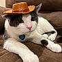Louie is registered to the contest to win money with this photo: cat, feline, pet, tuxedo_cat, cowboy_hat, toy_hat, couch, indoor, close_up, portrait, whiskers, paws, pink_nose, name_tag, blue_tag, relaxed, fur, green_eyes, cozy, cute