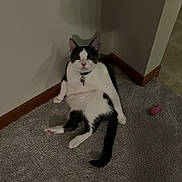 Louie joined the competition — help win amazing prizes! cat, pet, indoor, carpet, corner, sitting, chubby_cat, white_and_gray, collar, tag, toy, pink_toy, tail, paws, wall, shadow, wood_trim, tile_floor, curious, portrait